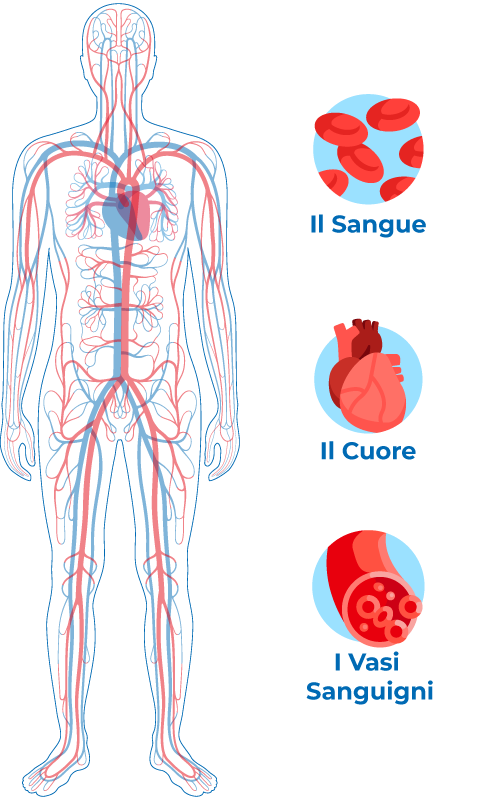 Grafico sistema cardiovascolare